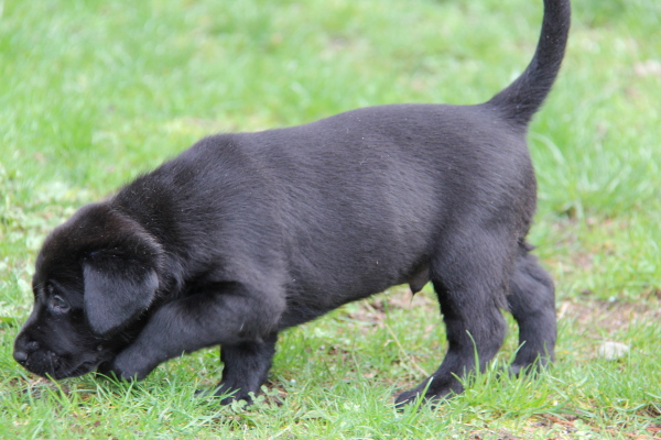 10 week old black lab puppy