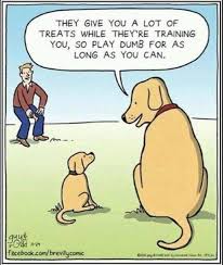 Dog training cartoon