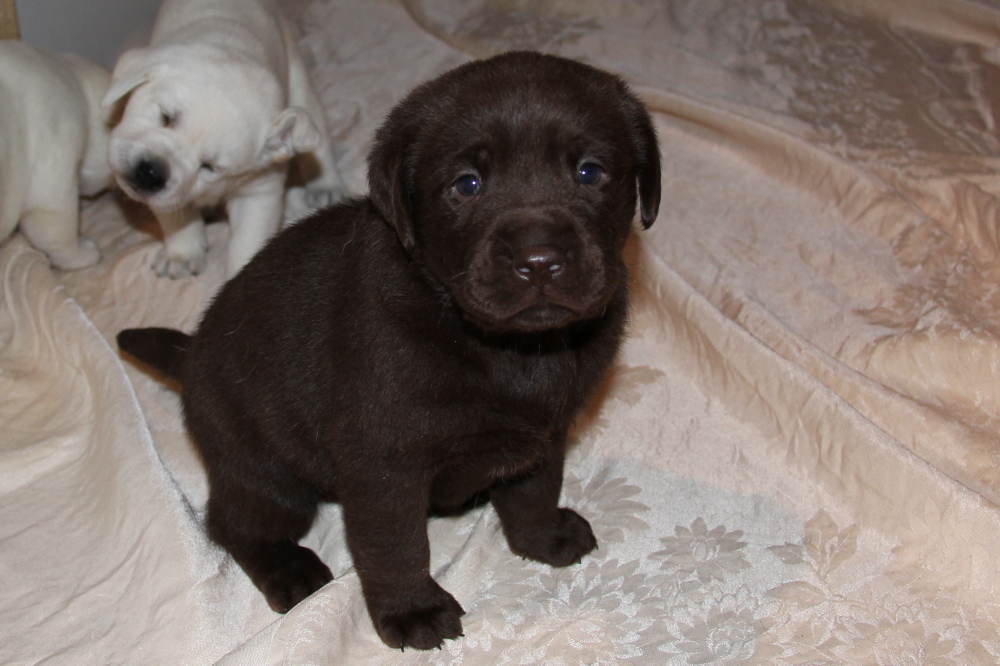 Udonstar puppies sales