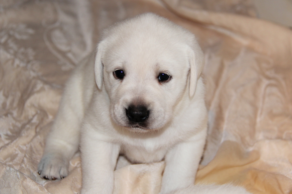 Udonstar puppies shop