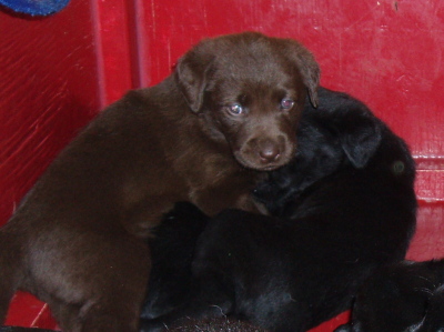 Puppies,5 week old