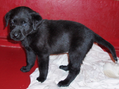 Puppies,5 week old