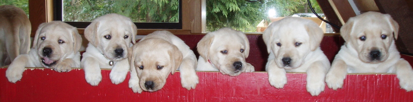 Yellow Lab Puppies, 5 week old