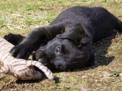 Lab puppies,7 week old