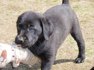 Labrador retriever puppies,7 week old