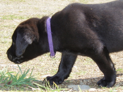 Labrador retriever puppies,7 week old