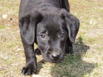 Lab puppies,7 week old