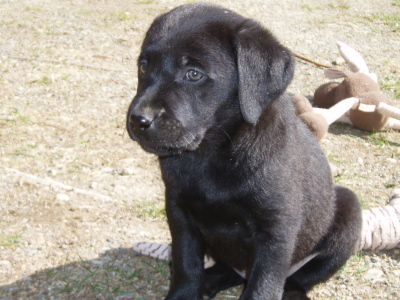 Labrador retriever puppies,7 week old