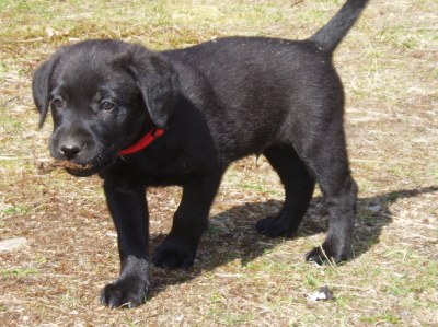 Lab puppies,7 week old