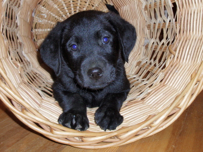 Lab puppies,7 week old