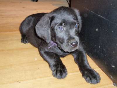 Labrador retriever puppies,7 week old