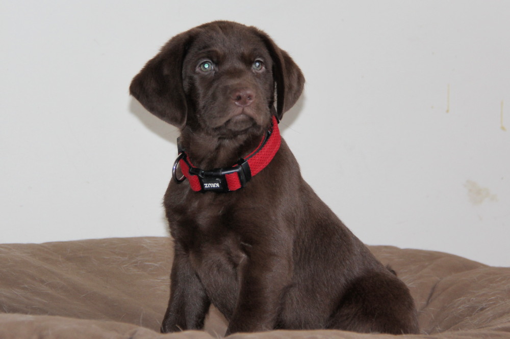 available male pups