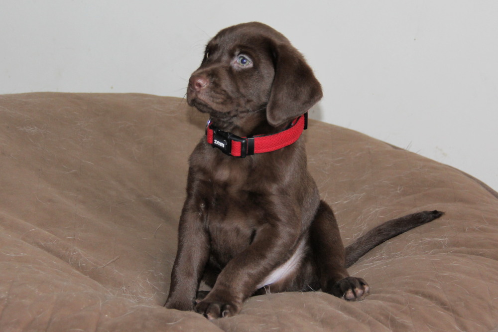 male pup