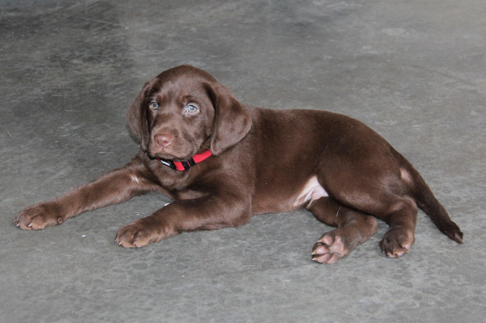 available chocolate male pups