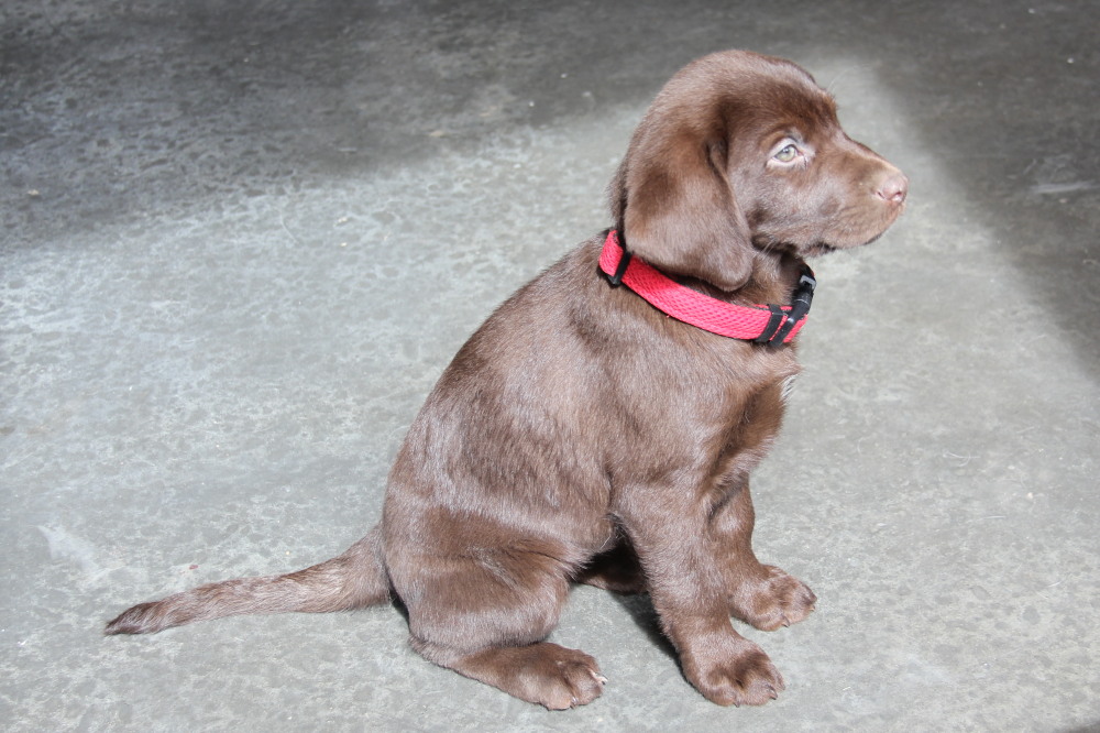 chocolate female lab puppy