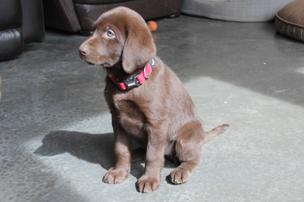 chocolate male A1 lab puppy