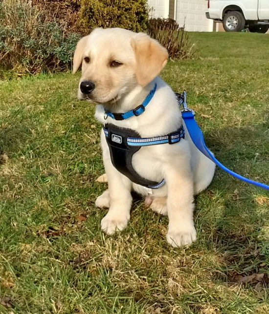 Boomer, yellow male labrador retreiver