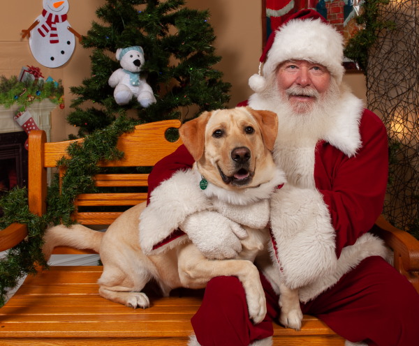 Boomer, yellow male labrador with Santa