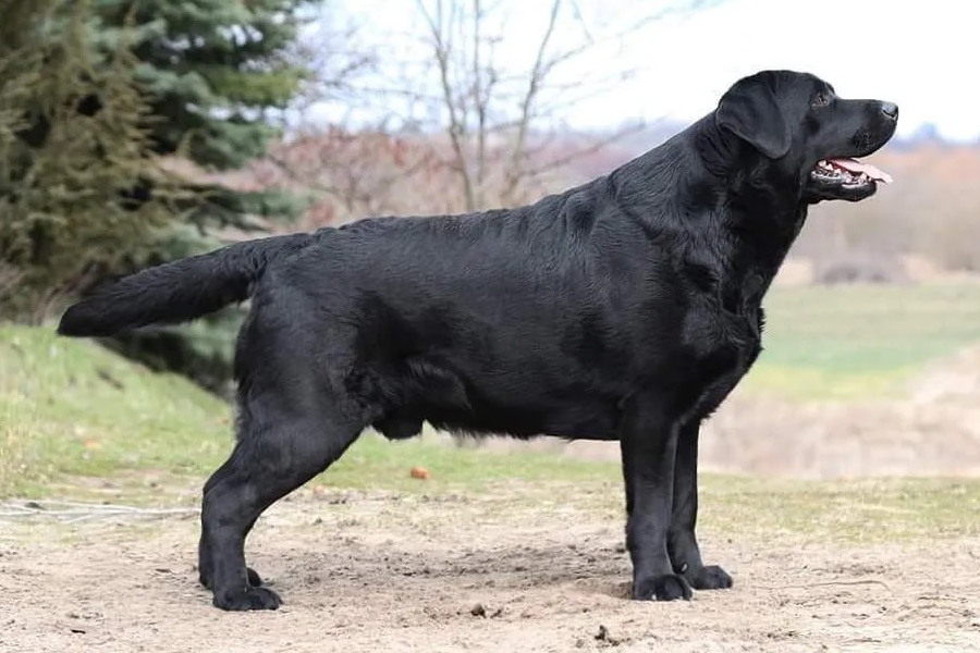 Chablais Perceval, champion Labrador