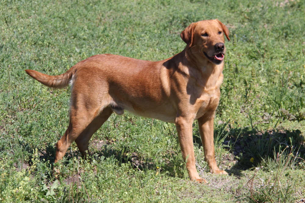 Gunny is a good example of an American style lab