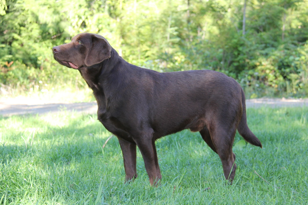 Rescue lab in Victoria, BC