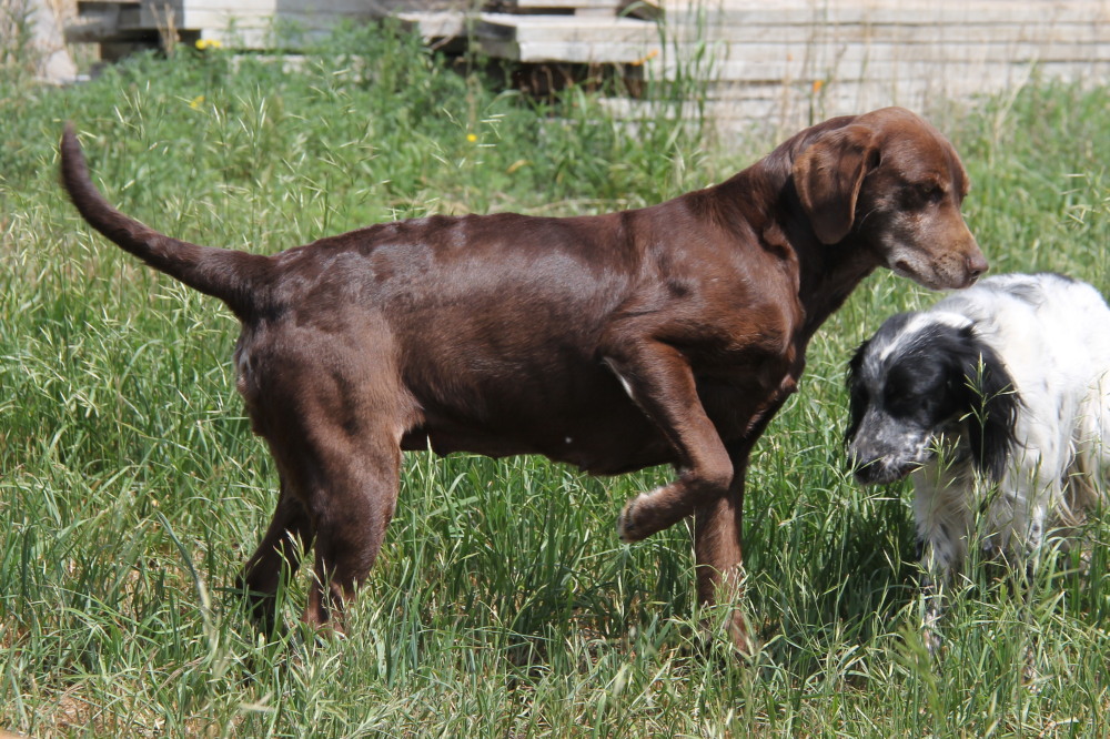 Taylor, labrador retriever
