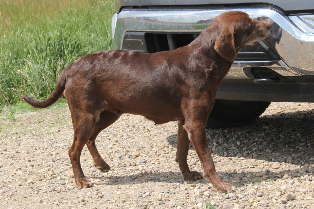 Taylor, sitting labrador retriever