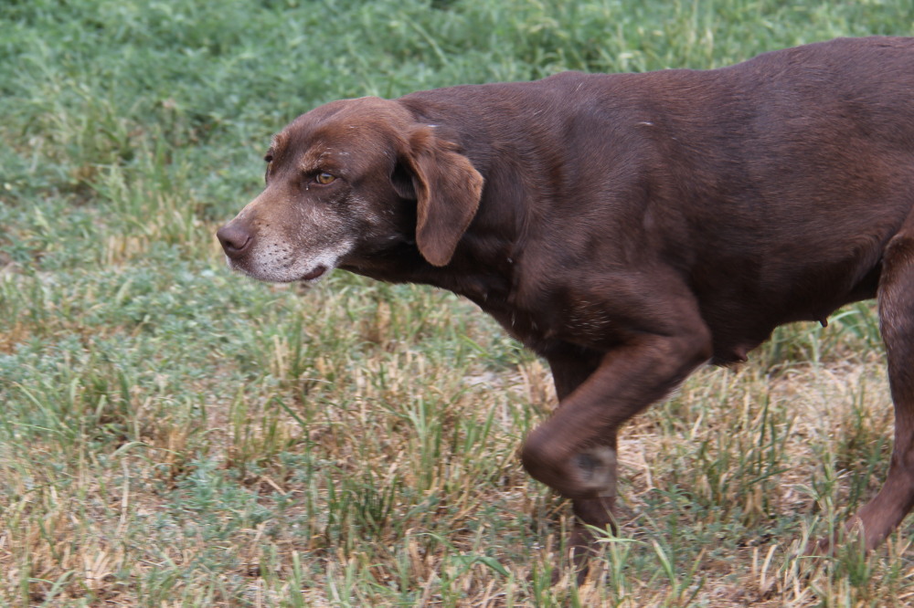Taylor, side view of a labrador retriever