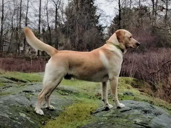 Boomer lives in Victoria, BC , yellow male labrador retreiver