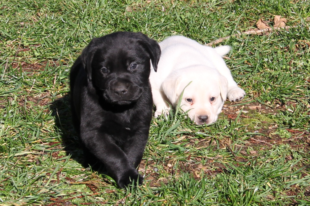 Black snow female pup