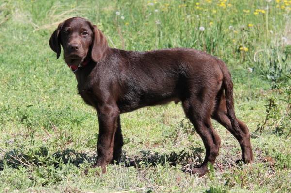 Chocolate lab puppy, American style for sale