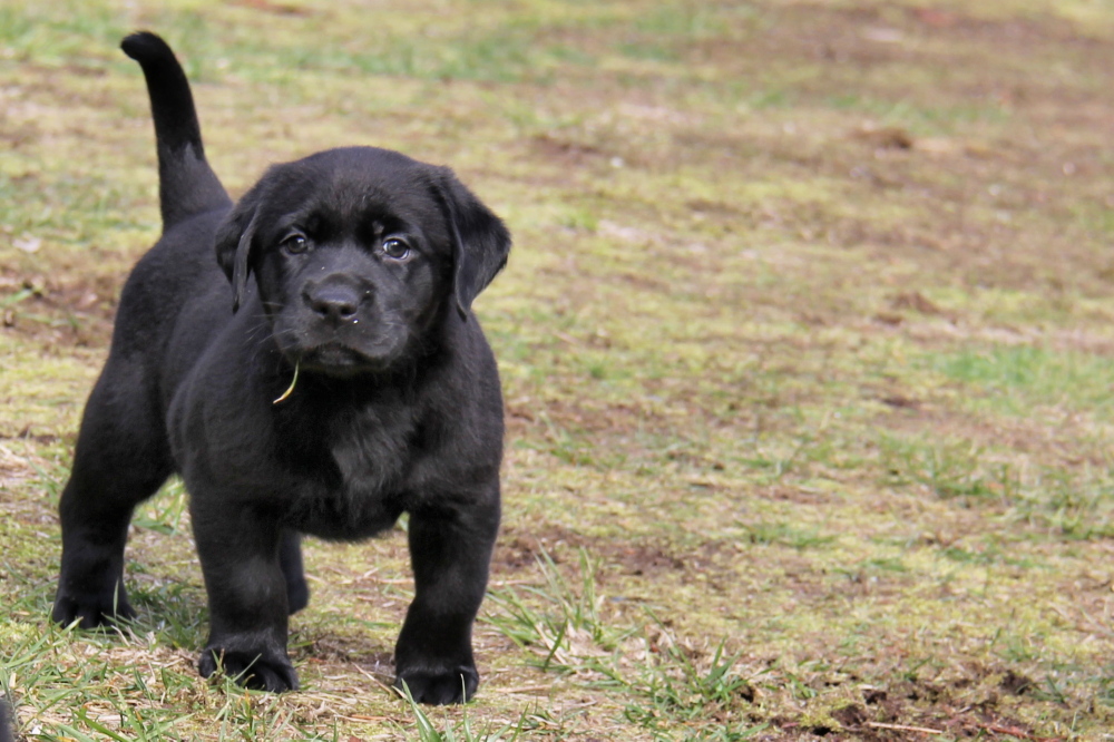 black-english-style-lab