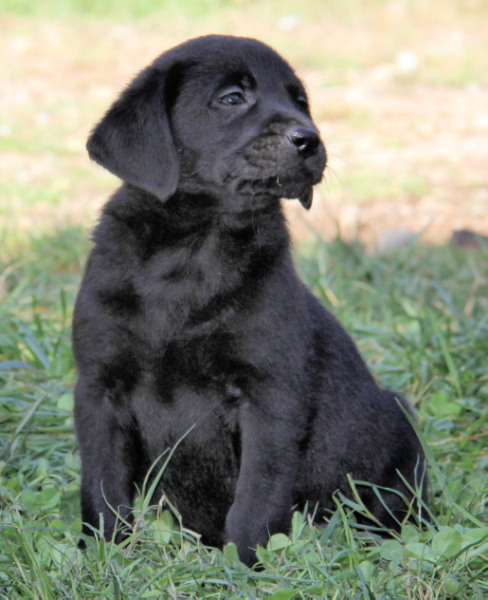 Black lab puppy, English style