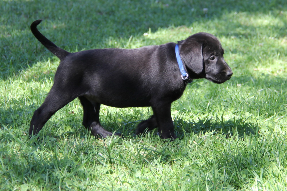 black labrador