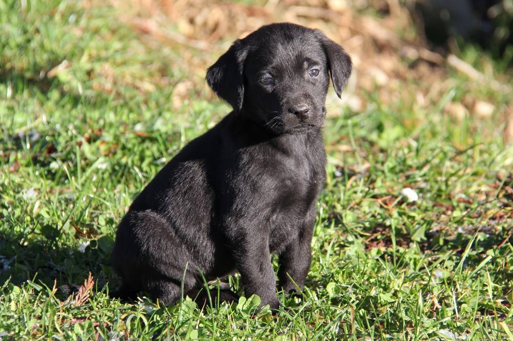 black labrador puppy