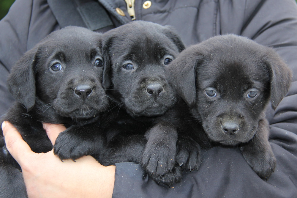 black lab ontario