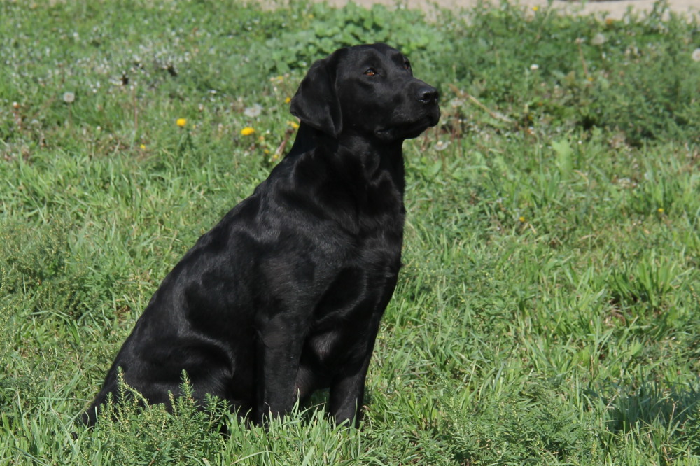 black panther, female