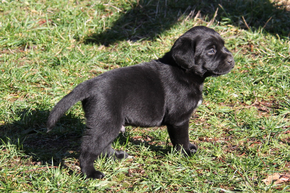 black lab puppies bc