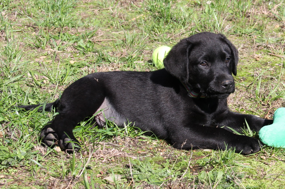 english black lab