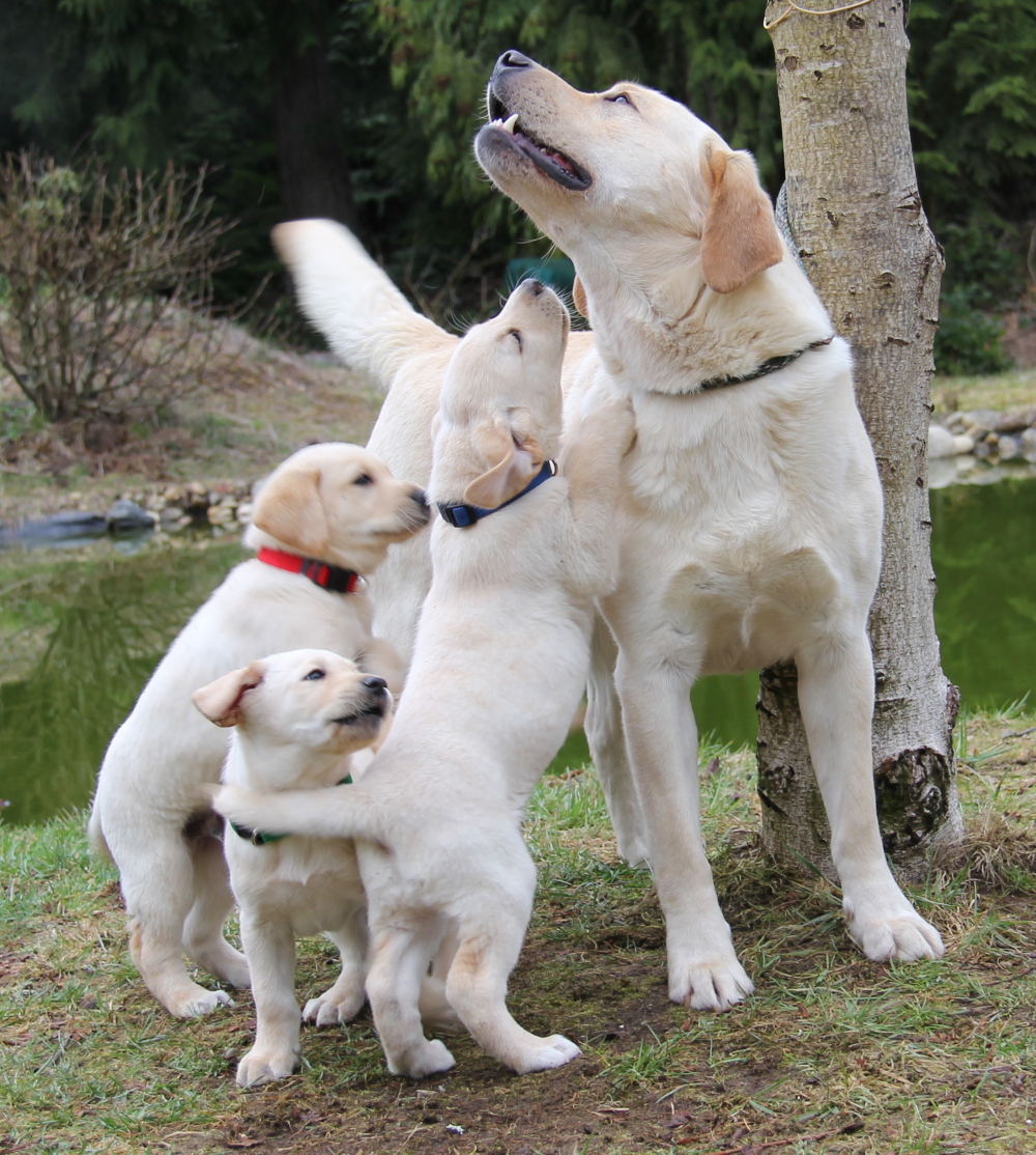 yellow lab puppies