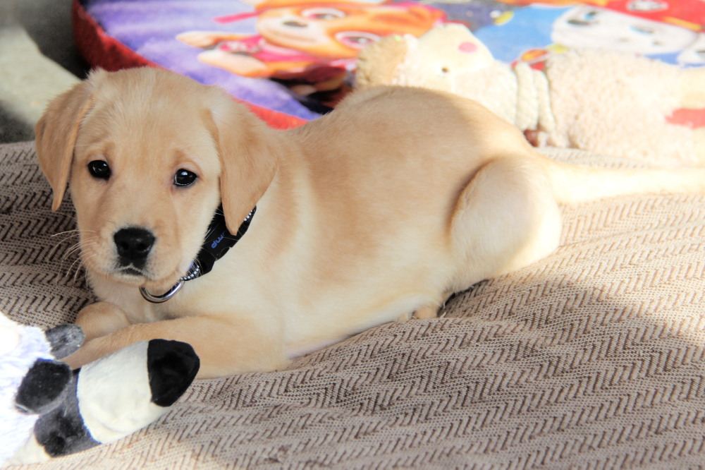 yellow lab puppy