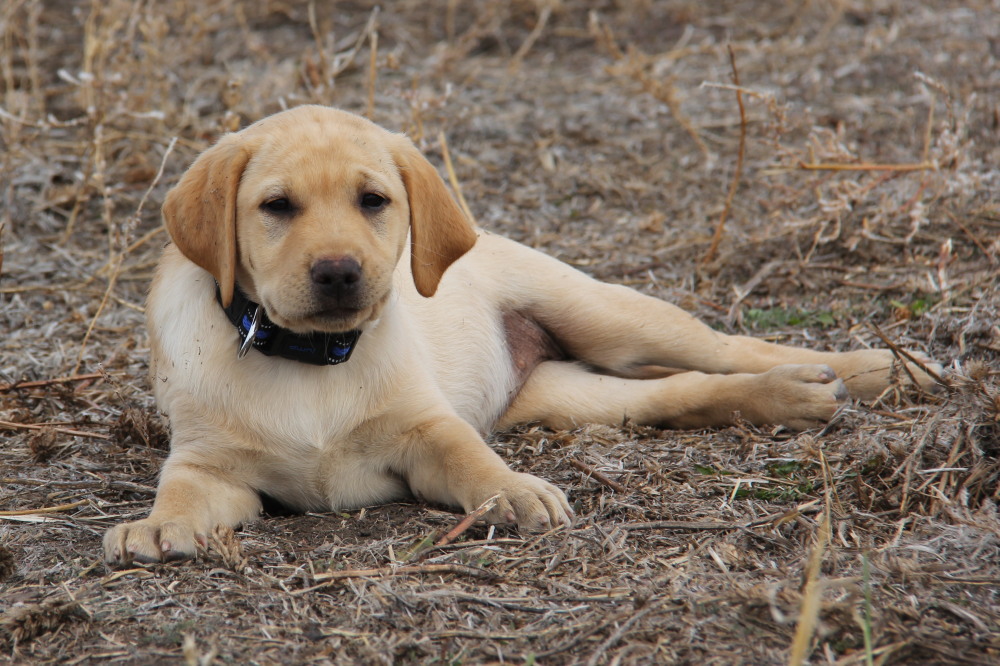 female labrador