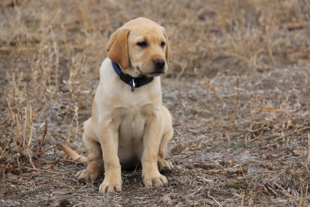 red collar puppies