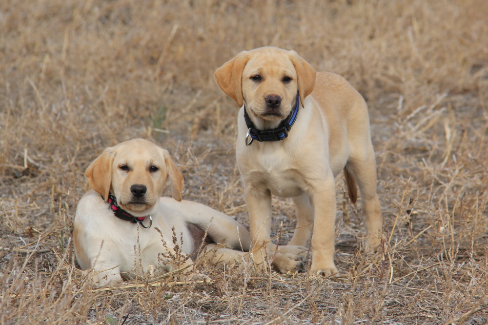 male lab