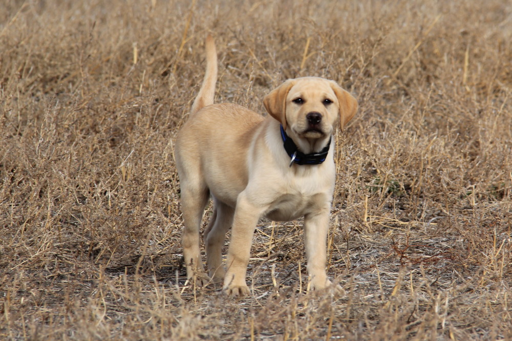 female pup