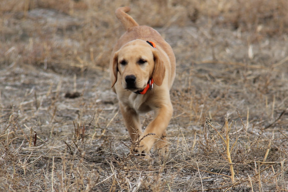 all yellow female and black male puppies