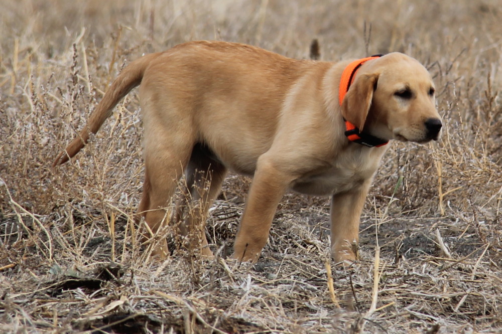 yellow labrador snow female pup