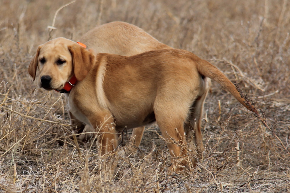 black female pup