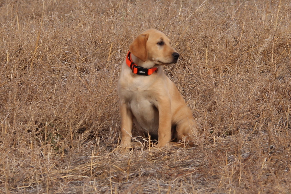 yellow male puppies