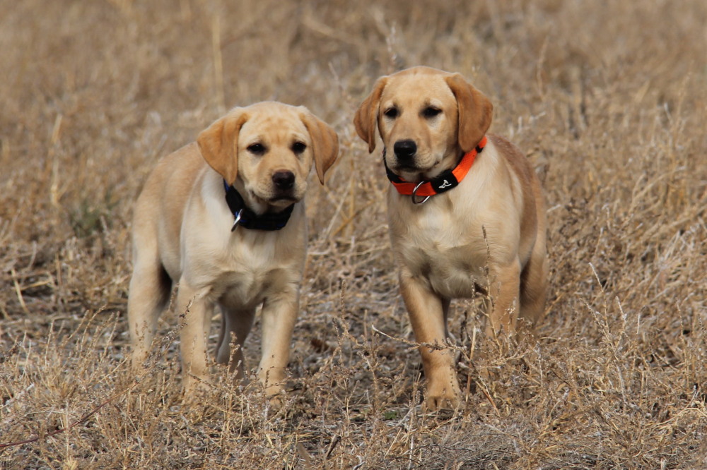 female labrador